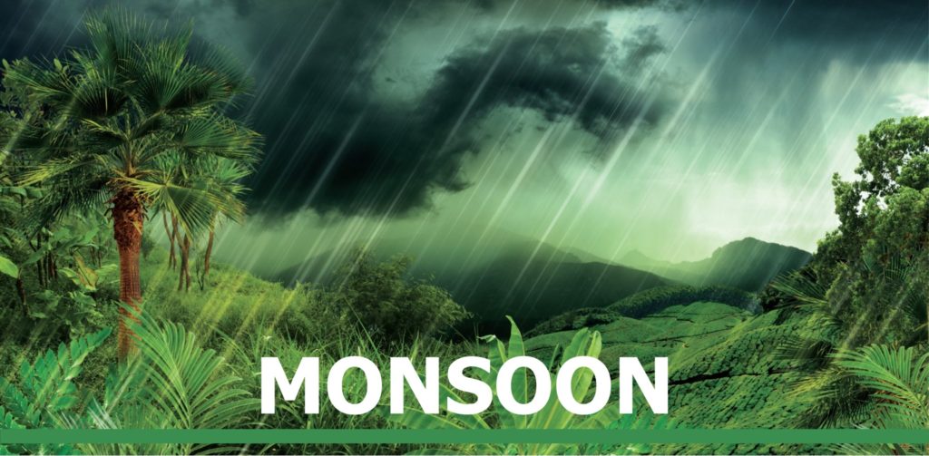 Rainforest For Monsoon Range