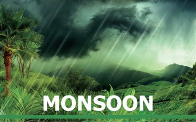 Rainforest For Monsoon Range